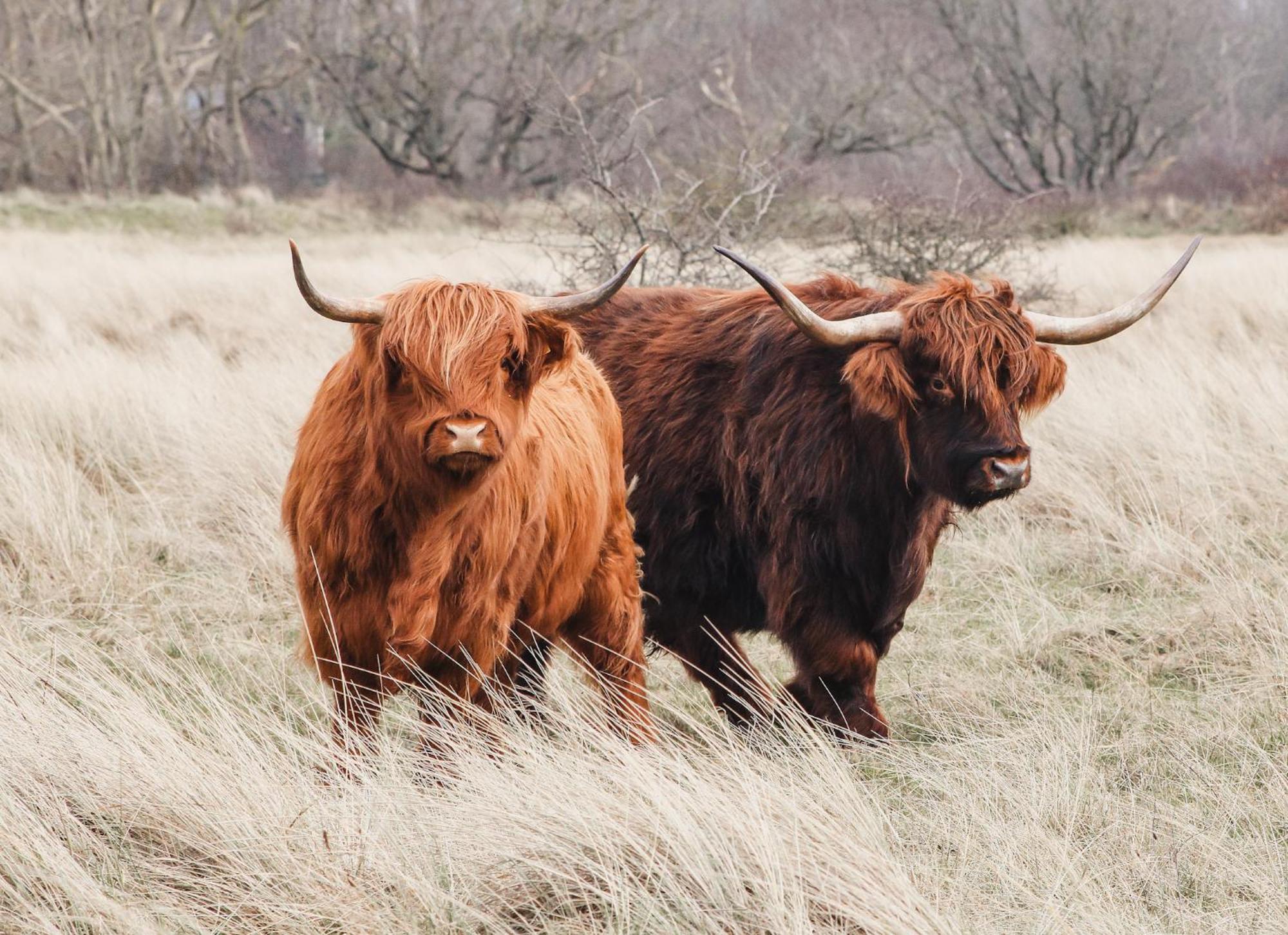 Zoomers Aan Het Bos Castricum Zewnętrze zdjęcie